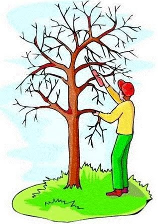 pruning tree